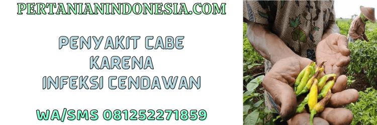 penyakit,cabai,cendawan,jamur,infeksi,pertanian indonesia